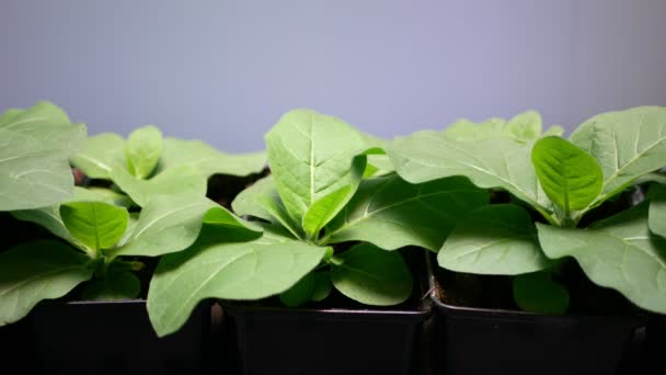 Ciencia Tabaco Nicotiana Tabacum Biotecnología Fitotrón Laboratorio Flor Flor Flor — Vídeo de stock