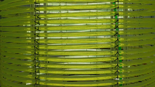 Alghe Scienza Reattore Tubolare Tubo Ricerca Tubo Moderno Laboratorio Bioreattore Fotografia Stock