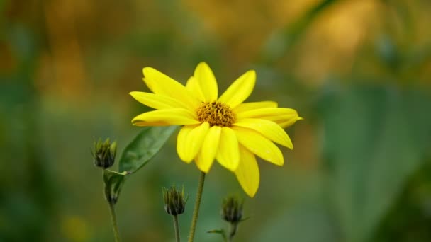 Flor Amarelo Jerusalém Alcachofra Planta Helianthus Tuberosus Topinambur Sunroot Sunchoke — Vídeo de Stock