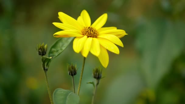 花黄色エルサレムアーティチョーク植物Helianthus Tubinus Topinambur Sunroot Sunchok Earth Apple Sunchock野生のひまわりの花詳細クローズアップ侵襲的かつ広範な種の花を咲かせます — ストック動画