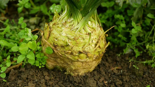 Celeriac Field Bio Apium Graveolens Rapaceum Detail Root Knob Aipo — Fotografia de Stock