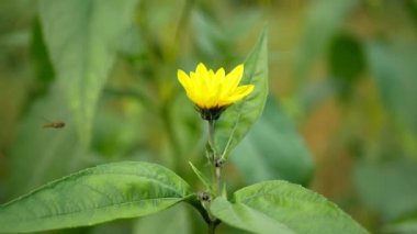 Çiçek açan sarı Kudüs enginar bitkisi Helianthus tüberosus topinambur güneş kökü güneş kökü elması ya da yer elması, güneş banyosu yabani ayçiçeği detaylı bir şekilde istilacı ve geniş, arı uçan böcek.