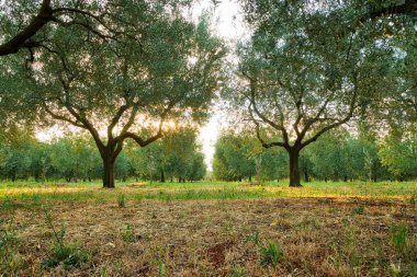 Hırvatistan 'ın Istria kentinde zeytin ağaçları fidanlığı