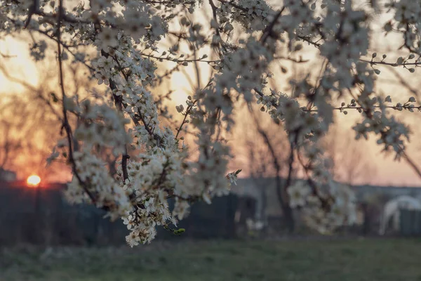 Весной Рассвете Расцветает Сакура — стоковое фото