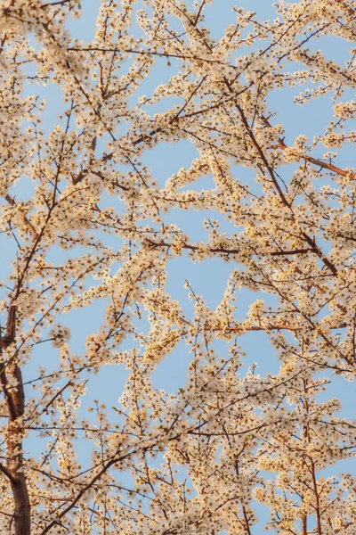 Árvore Flor Cereja Branca Primavera Nascer Sol — Fotografia de Stock