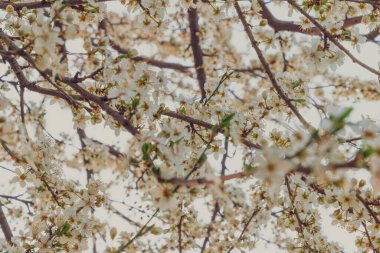 Baharda gün doğumunda beyaz kiraz ağacı