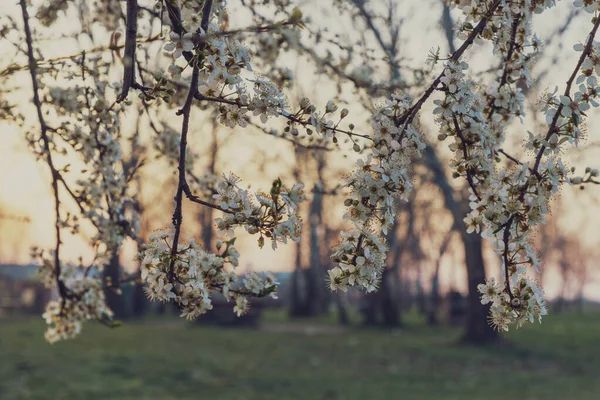 Weiße Kirschblüte Frühling Bei Sonnenaufgang — Stockfoto