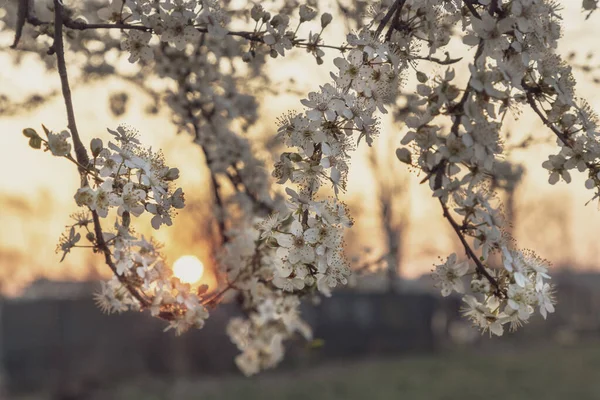 Weiße Kirschblüte Frühling Bei Sonnenaufgang — Stockfoto