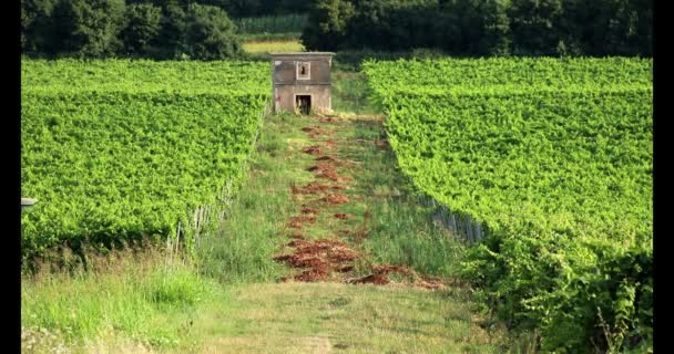 Traktor Opryskiwanie Winorośli Winnicy Wczesnym Letnim Rankiem — Wideo stockowe