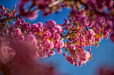 Güzel kiraz ağacı ilkbaharda masmavi bir gökyüzünde