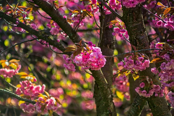Beautiful Cherry Blossom Tree Spring Time Blue Sky — Stock Photo, Image