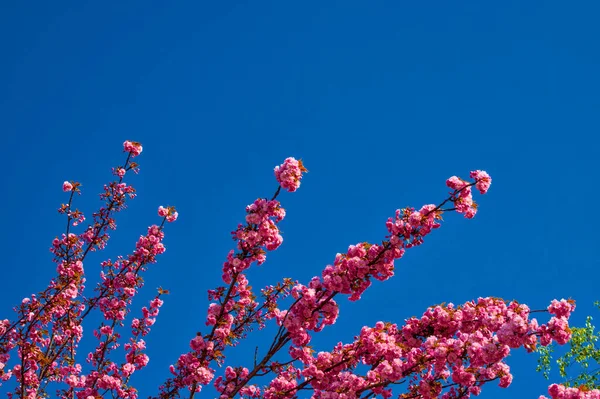 Schöner Kirschblütenbaum Frühling Über Blauem Himmel — Stockfoto