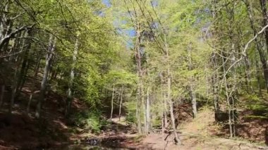 Bir dağ nehrinin akışı ve baharda etrafındaki doğanın uyanışı.