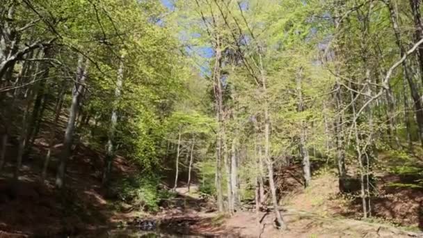 Flödet Bergsflod Och Uppvaknandet Naturen Omkring Den Våren — Stockvideo