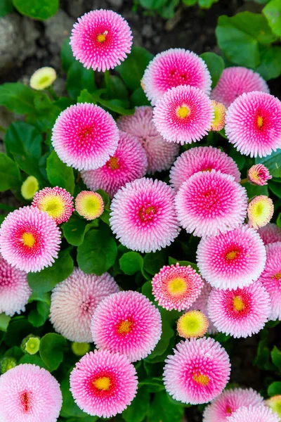 Zagreb 'deki Zrinjevac parkında geleneksel renkli porselen çiçekleri.