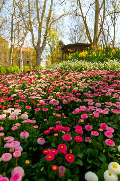 Цветной Фарфор Ежегодные Пасхальные Цветы Zrinjevac Парк Загребе — стоковое фото