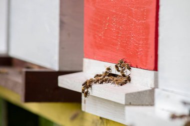 Bal arıları güneşli bir günde arı kovanına girip çıkıyorlar.