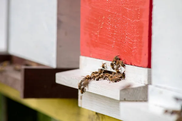 Honeybees Enter Exit Bee Hive Sunny Day — Stockfoto