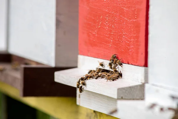 Honeybees Enter Exit Bee Hive Sunny Day — Stockfoto