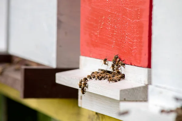 Honeybees Enter Exit Bee Hive Sunny Day — Stockfoto