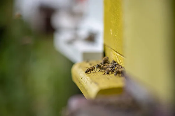 Honeybees Enter Exit Bee Hive Sunny Day — ストック写真