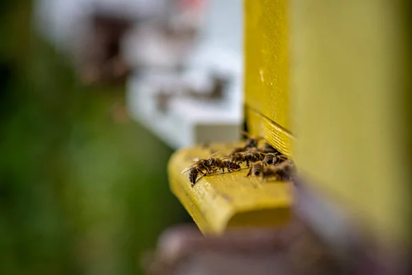Honeybees Enter Exit Bee Hive Sunny Day — Stock Photo, Image