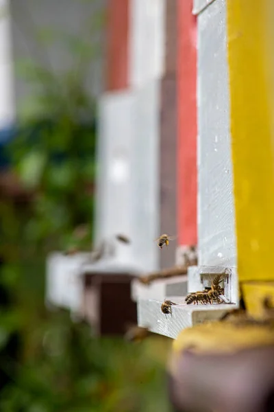 Honeybees Enter Exit Bee Hive Sunny Day — Zdjęcie stockowe