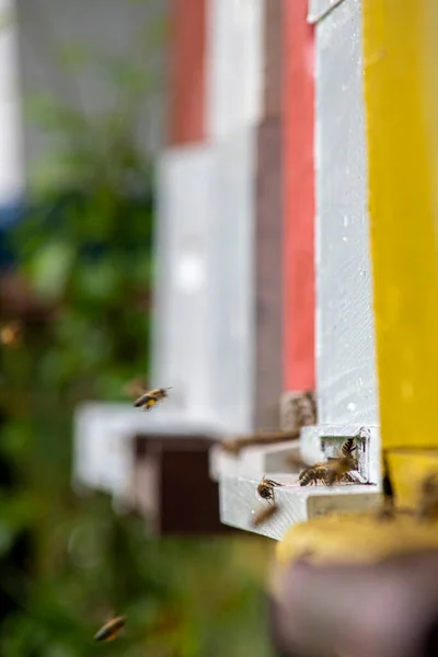 Медоносні Бджоли Входять Виходять Вулика Сонячний День — стокове фото
