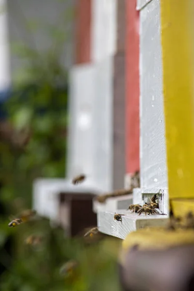 Honeybees Enter Exit Bee Hive Sunny Day —  Fotos de Stock