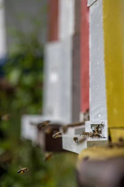 Honigbienen Betreten Und Verlassen Den Bienenstock Einem Sonnigen Tag — Stockfoto