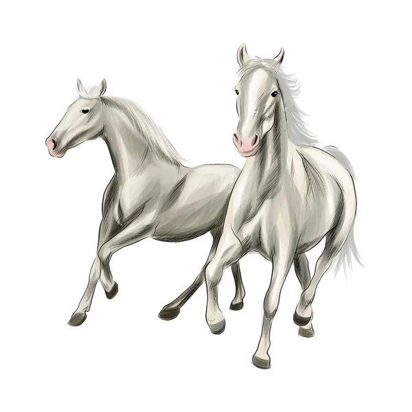 Dois cavalos brancos que correm em um galope do respingo de aquarelas, desenho colorido, realista —  Vetores de Stock