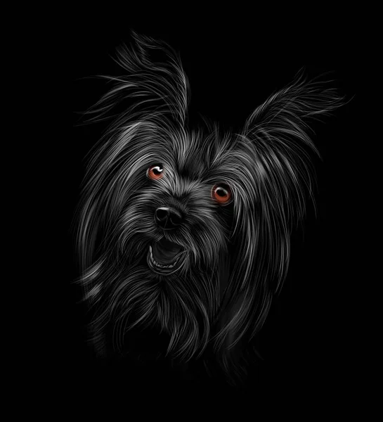 Tête de Yorkshire Terrier sur fond noir — Image vectorielle