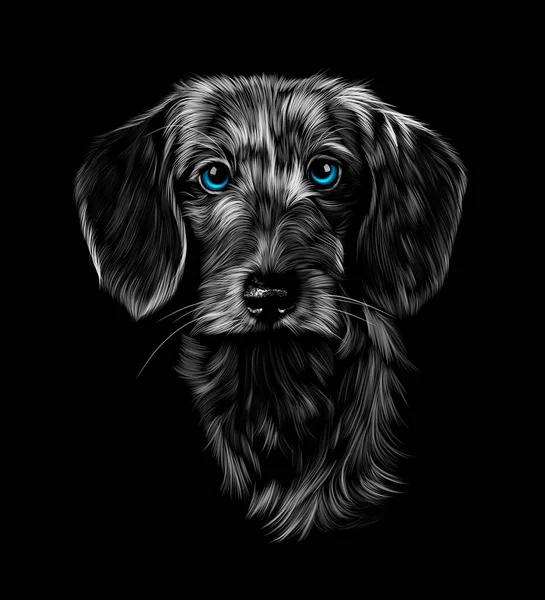 Πορτραίτο κεφαλής από συρμάτινο dachshund σε μαύρο φόντο — Διανυσματικό Αρχείο