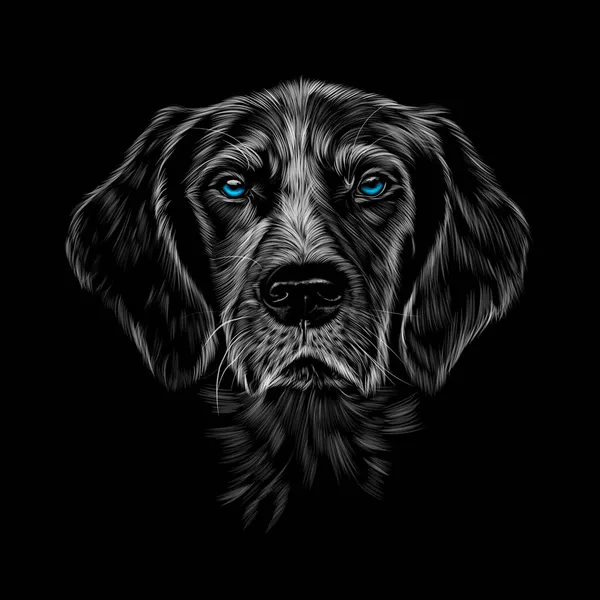 Retrato principal de Kurzhaar apontando raça cão, ponteiro curto alemão, spaniel —  Vetores de Stock