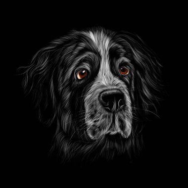 Siyah arka planda Aziz Bernard 'ın portresi