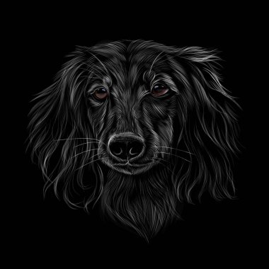 Siyah arka planda Dachshund kafa portresi, gerçekçi