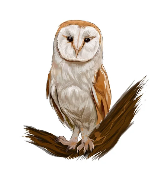 Barn owl de pinturas multicolores. Salpicadura de acuarela, dibujo en color, realista — Vector de stock