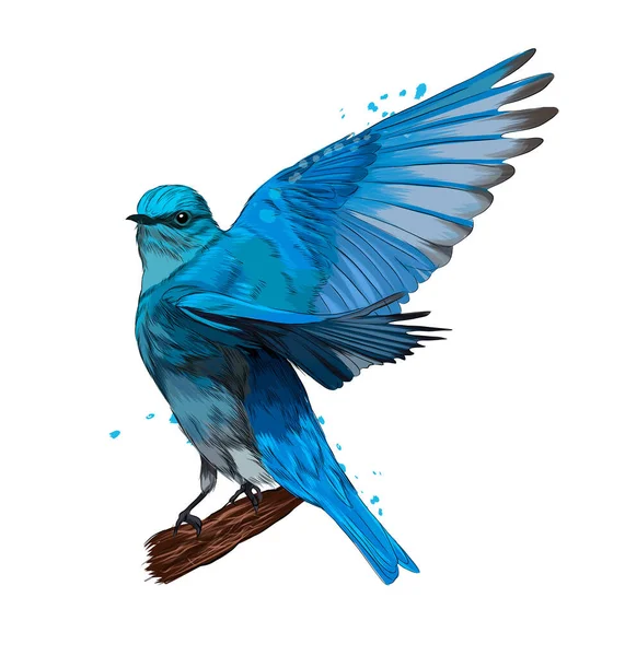 Mountain Bluebird de tintas multicoloridas. Splash de aquarela, desenho colorido, realista — Vetor de Stock