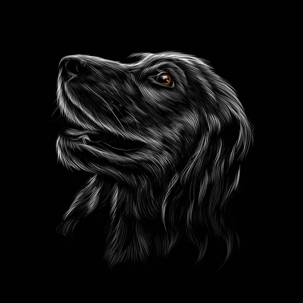 Head portrait of an English Cocker Spaniel on a black background — Vettoriale Stock