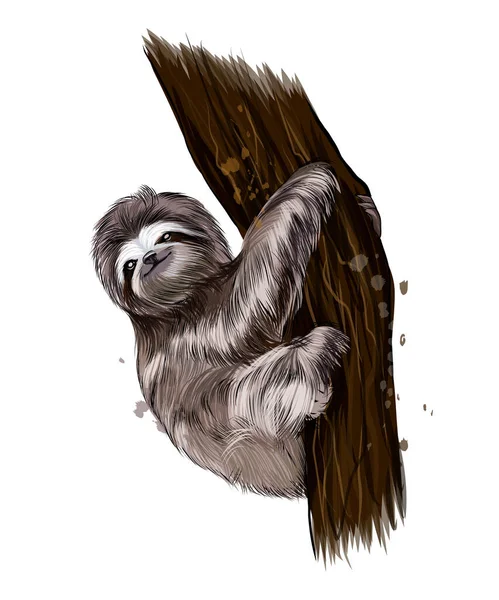 Sloth de peintures multicolores. éclaboussure d'aquarelle, dessin coloré, réaliste Illustration De Stock