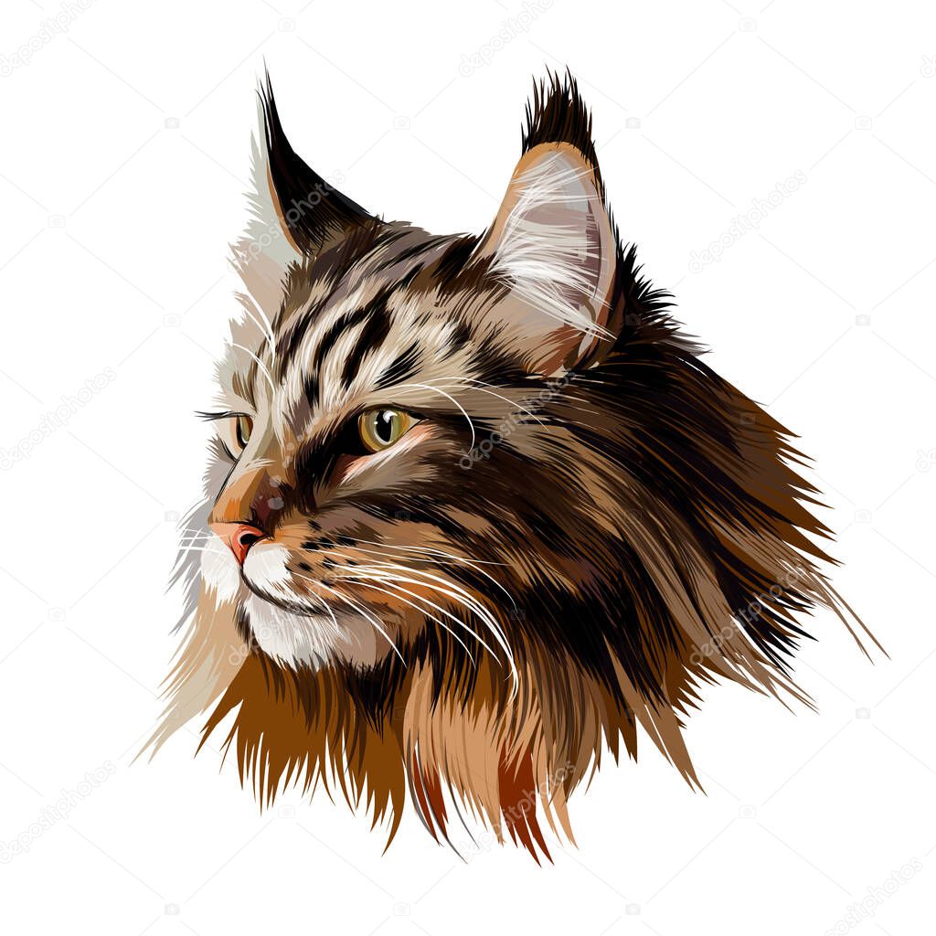 Maine Coon face portrait from multicolored paints. Splash of watercolor, colored drawing, realistic cat