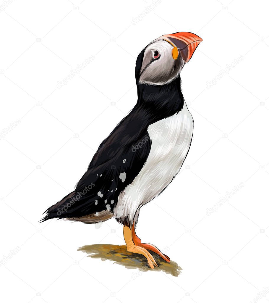 Atlantic puffin bird from multicolored paints. Splash of watercolor, colored drawing, realistic