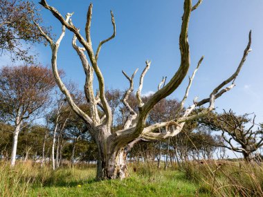 Eski ölü meşe ağacı, Quercus Robur, Hollanda 'nın Vlieland adasında kumul doğa koruma alanında çıplak dalları var.
