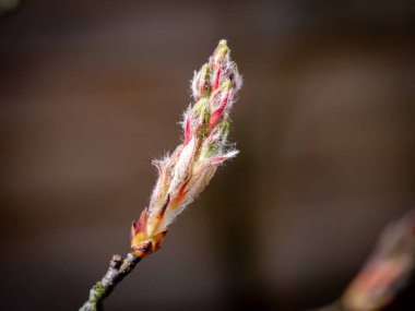 Karlı böğürtlen yığını, Amelanchier lamarkii, yeni tomurcukla yakın plan, Hollanda