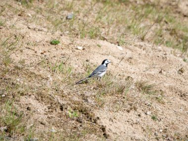 Beyaz kuyruk, Motacilla alba, İlkbaharda çimlerde erkek portresi, Hollanda