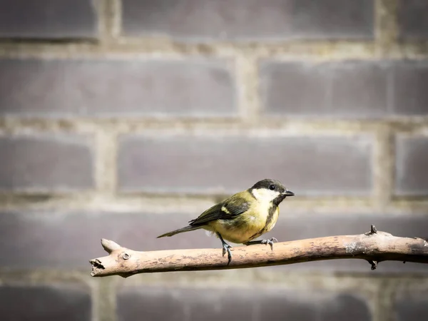 Great Tit Parus Major Adult Perched Bare Branch Garden Netherlands — Fotografia de Stock