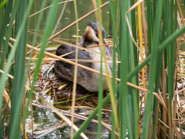 Grèbe Aigrettes Podiceps Cristatus Femelle Adulte Nid Cachant Dans Roseau — Photo