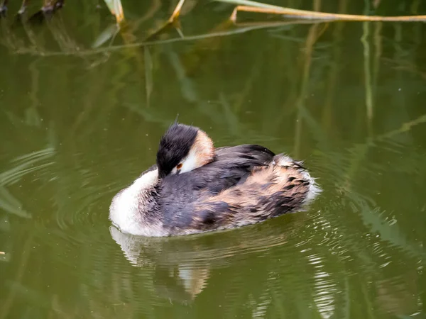 Grebe Czubaty Podiceps Cristatus Dorosły Upierzeniu Niehodowlanym Odpoczywający Stawie Holandia — Zdjęcie stockowe