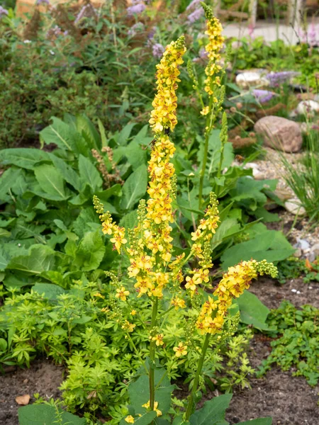 Black Mullein Dark Mullein Verbascum Nigrum Wild Plant Yellow Flowers — Stock Photo, Image