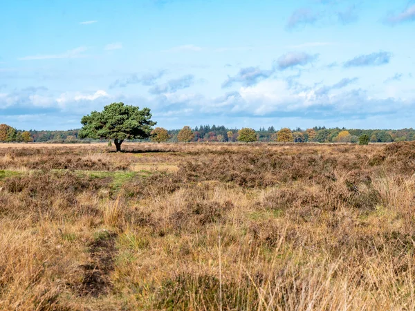Enkele Dennenboom Heideveld Van Nationaal Park Dwingelderveld Drenthe Nederland — Stockfoto
